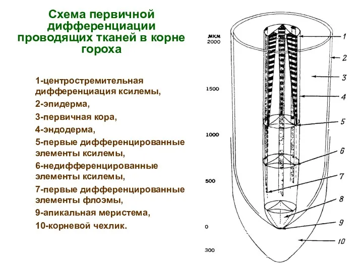 Схема первичной дифференциации проводящих тканей в корне гороха 1-центростремительная дифференциация ксилемы, 2-эпидерма, 3-первичная