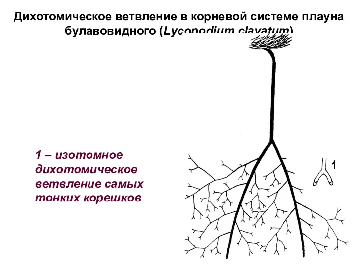Дихотомическое ветвление в корневой системе плауна булавовидного (Lycopodium clavatum) 1 – изотомное дихотомическое