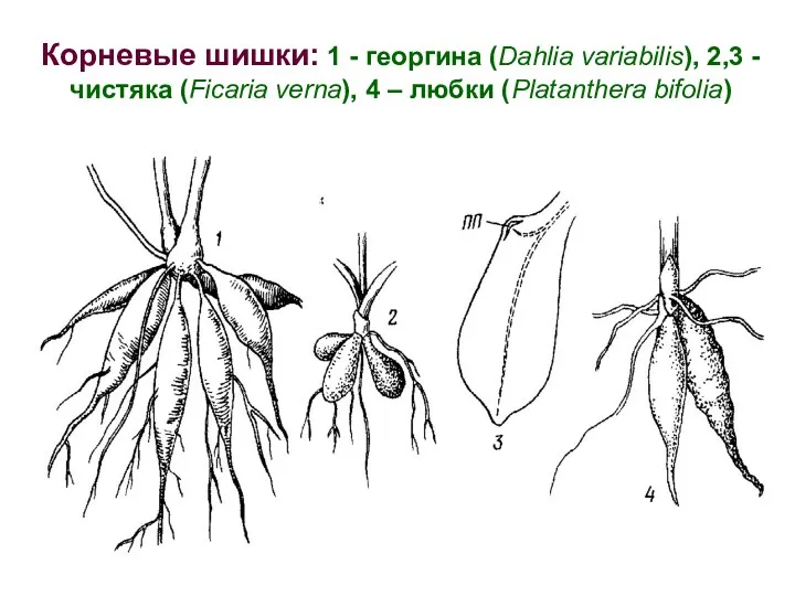 Корневые шишки: 1 - георгина (Dahlia variabilis), 2,3 - чистяка (Ficaria verna), 4