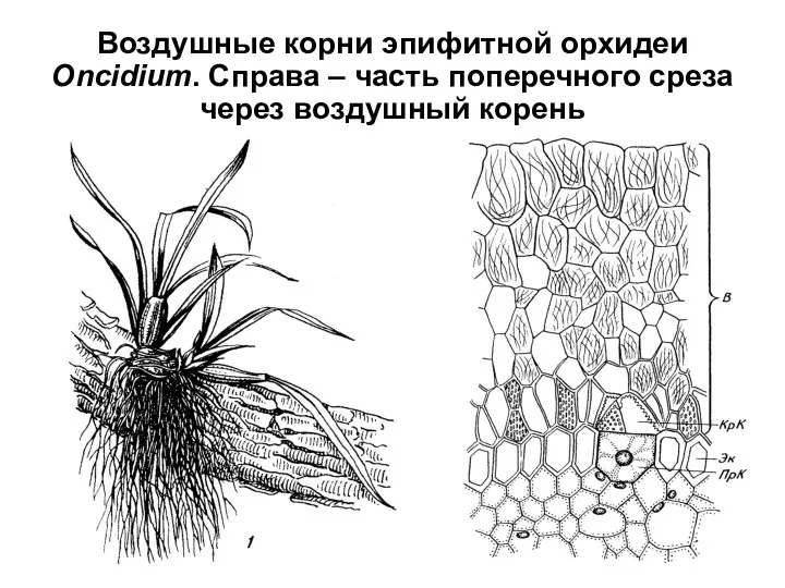 Воздушные корни эпифитной орхидеи Oncidium. Справа – часть поперечного среза через воздушный корень