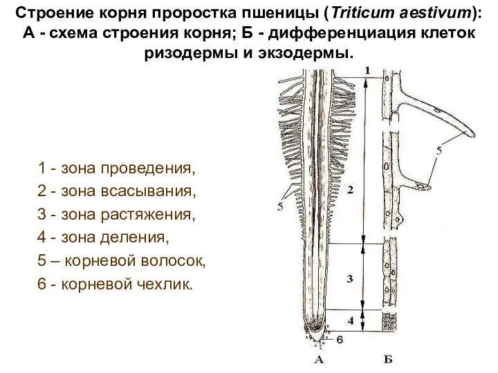 Строение корня проростка пшеницы (Triticum aestivum): А - схема строения корня; Б -