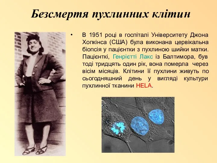 Безсмертя пухлинних клітин 1 В 1951 році в госпіталі Університету