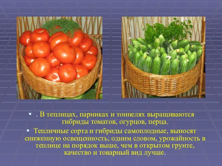 . В теплицах, парниках и тоннелях выращиваются гибриды томатов, огурцов,