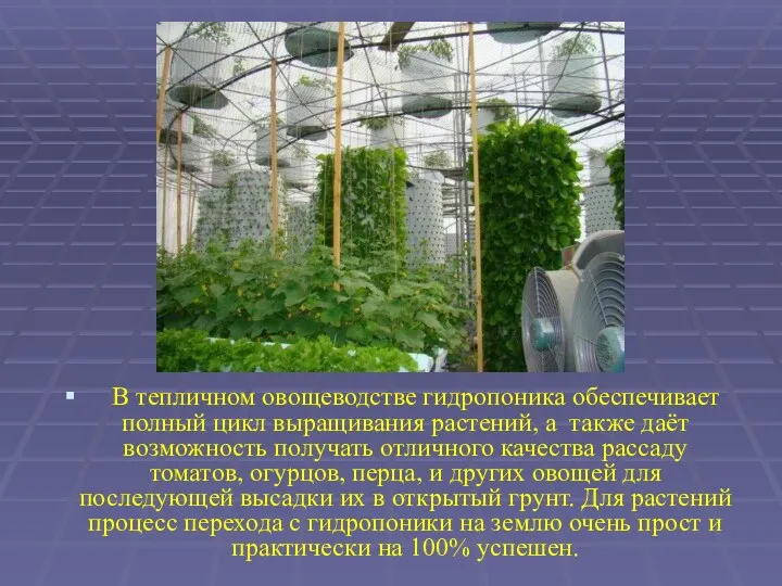 В тепличном овощеводстве гидропоника обеспечивает полный цикл выращивания растений, а