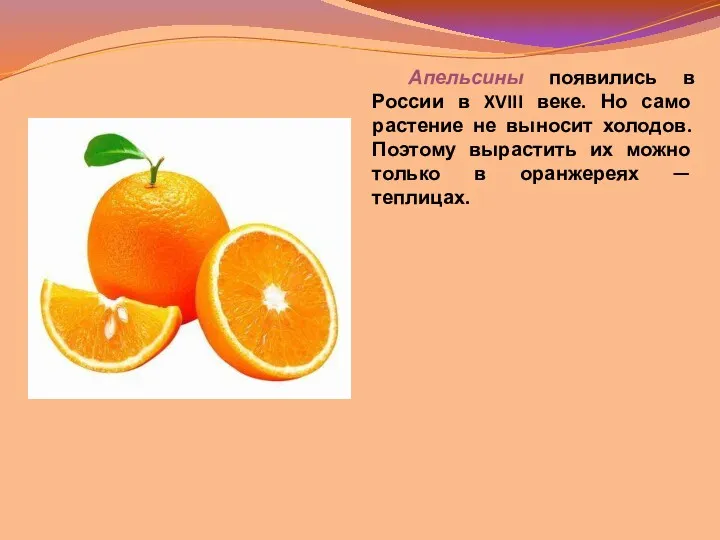 Апельсины появились в России в XVIII веке. Но само растение