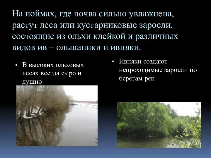 На поймах, где почва сильно увлажнена, растут леса или кустарниковые