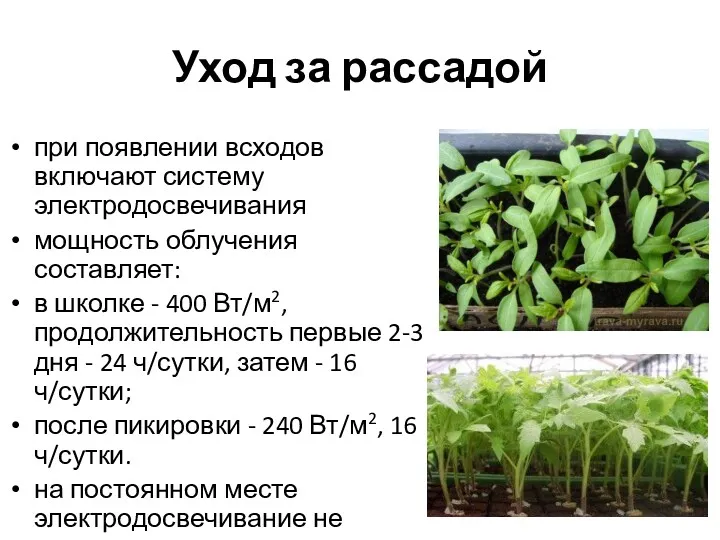 Уход за рассадой при появлении всходов включают систему электродосвечивания мощность