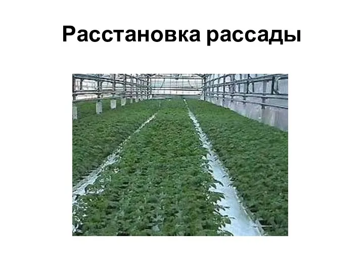 Расстановка рассады