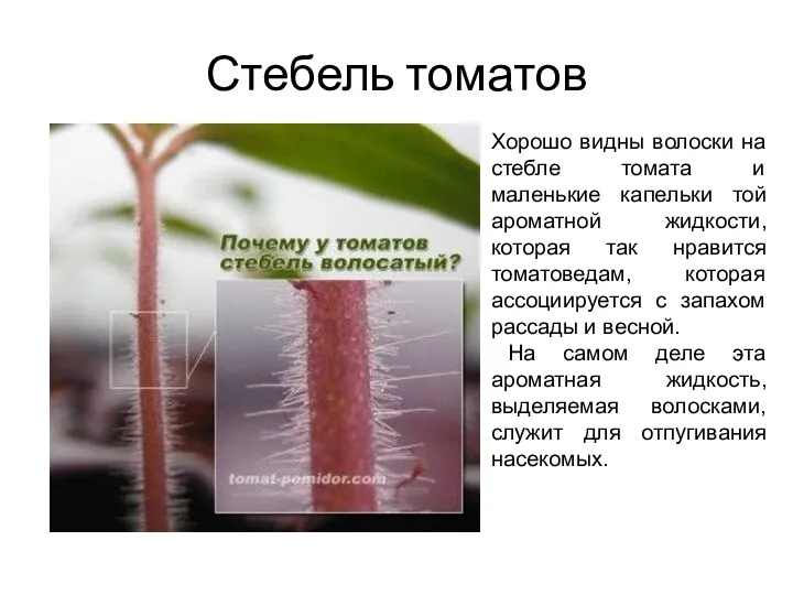 Стебель томатов Хорошо видны волоски на стебле томата и маленькие