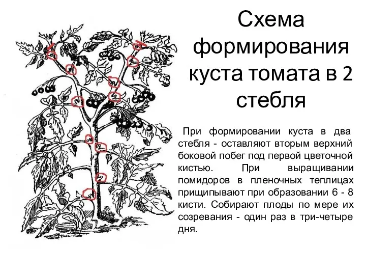 Схема формирования куста томата в 2 стебля При формировании куста