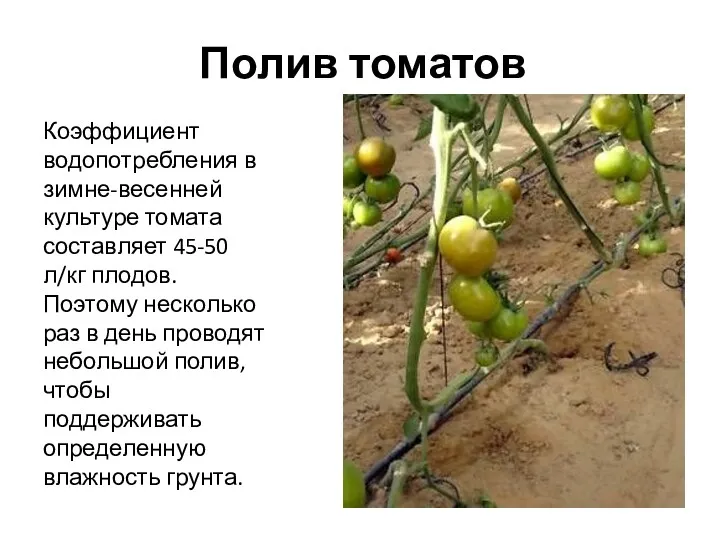 Полив томатов Коэффициент водопотребления в зимне-весенней культуре томата составляет 45-50