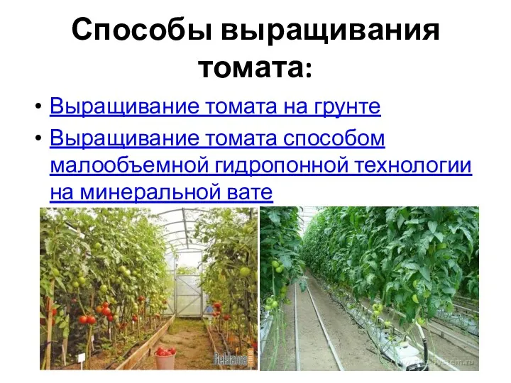 Способы выращивания томата: Выращивание томата на грунте Выращивание томата способом малообъемной гидропонной технологии на минеральной вате