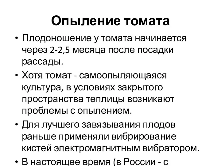 Опыление томата Плодоношение у томата начинается через 2-2,5 месяца после