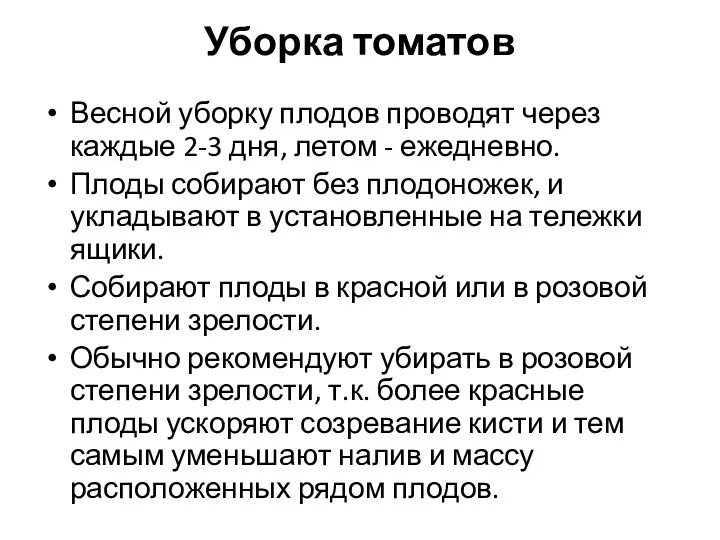 Уборка томатов Весной уборку плодов проводят через каждые 2-3 дня,