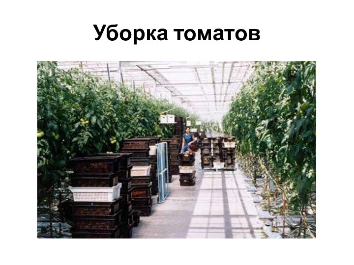 Уборка томатов