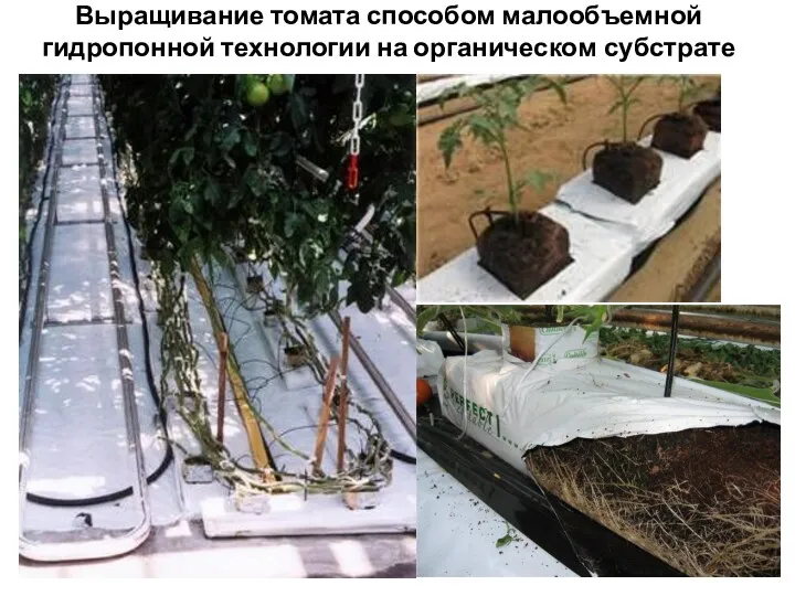 Выращивание томата способом малообъемной гидропонной технологии на органическом субстрате