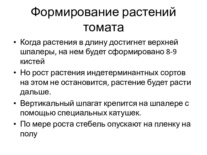 Формирование растений томата Когда растения в длину достигнет верхней шпалеры,