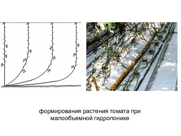 формирования растения томата при малообъемной гидропонике