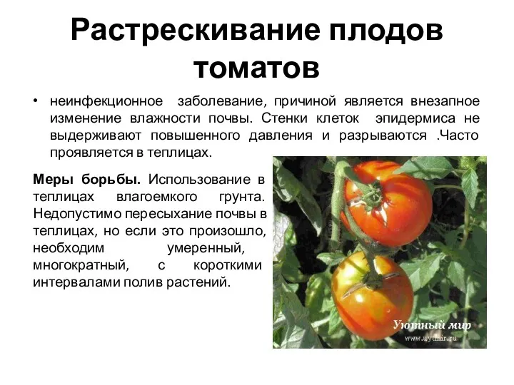 Растрескивание плодов томатов неинфекционное заболевание, причиной является внезапное изменение влажности