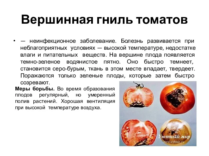 Вершинная гниль томатов — неинфекционное заболевание. Болезнь развивается при неблагоприятных