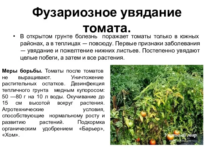 Фузариозное увядание томата. В открытом грунте болезнь поражает томаты только