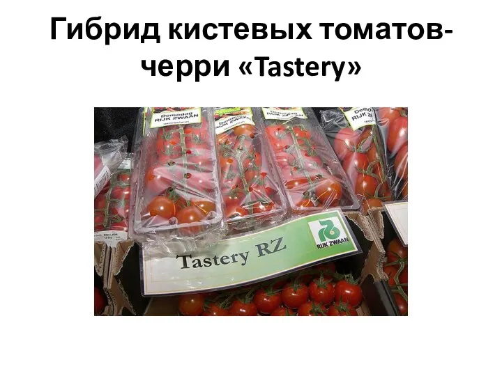 Гибрид кистевых томатов-черри «Tastery»