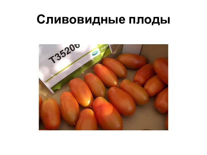 Сливовидные плоды