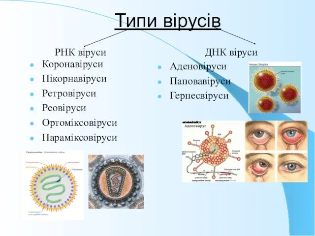 Типи вірусів Аденовіруси Паповавіруси Герпесвіруси РНК віруси ДНК віруси Коронавіруси Пікорнавіруси Ретровіруси Реовіруси Ортоміксовіруси Параміксовіруси