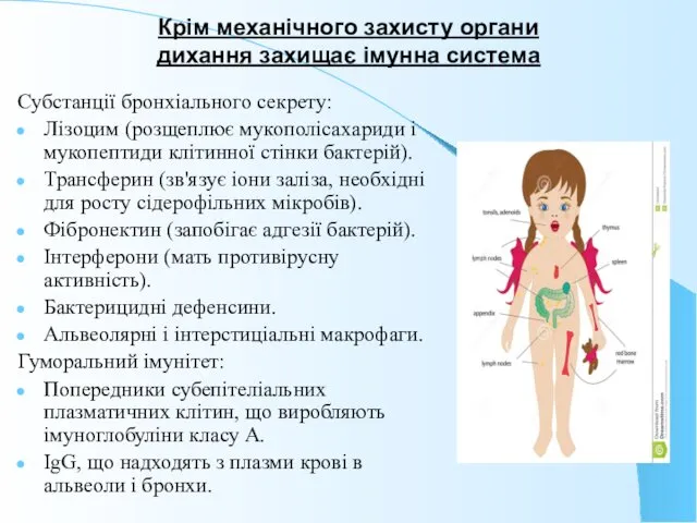 Крім механічного захисту органи дихання захищає імунна система Субстанції бронхіального секрету: Лізоцим (розщеплює