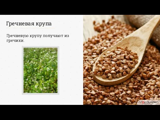 Гречневая крупа Гречневую крупу получают из гречихи.