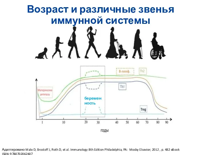 Возраст и различные звенья иммунной системы беременность Адаптировано Male D,