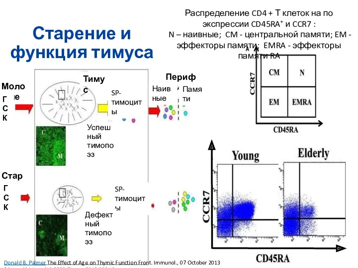 Старение и функция тимуса Распределение CD4 + Т клеток на