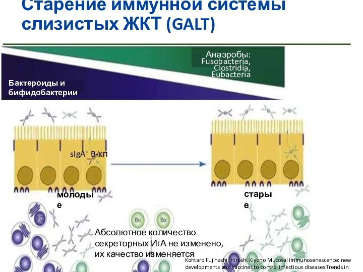 Бактероиды и бифидобактерии Анаэробы: Fusobacteria, Clostridia, Eubacteria Старение иммунной системы