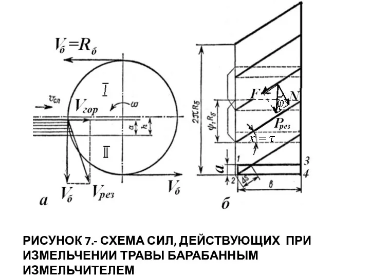 РИСУНОК 7.- СХЕМА СИЛ, ДЕЙСТВУЮЩИХ ПРИ ИЗМЕЛЬЧЕНИИ ТРАВЫ БАРАБАННЫМ ИЗМЕЛЬЧИТЕЛЕМ