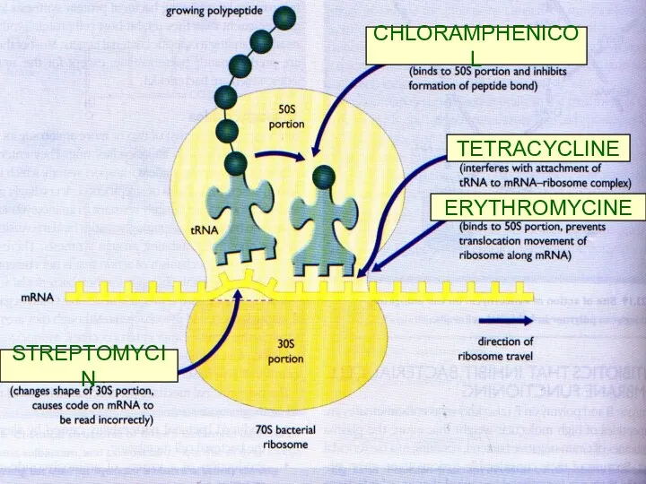 STREPTOMYCIN STREPTOMYCIN CHLORAMPHENICOL TETRACYCLINE ERYTHROMYCINE
