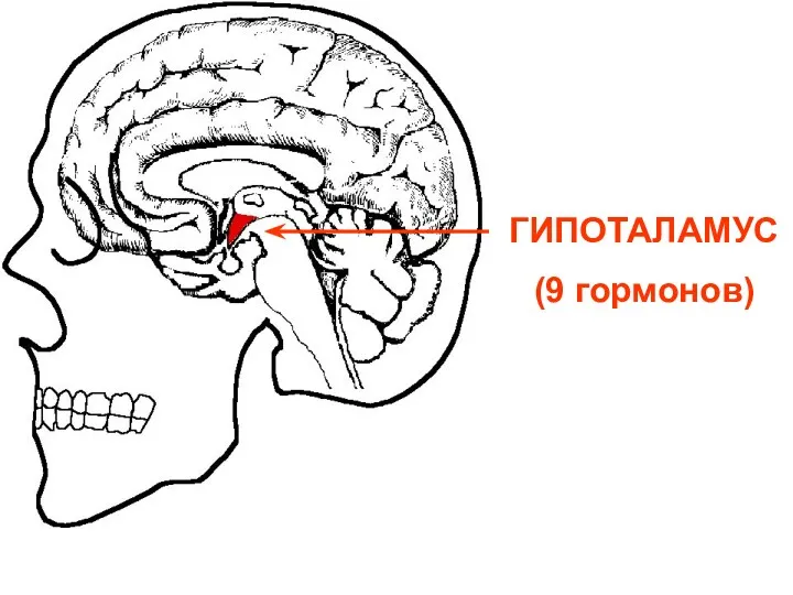 СХЕМА ГИПОТАЛАМО- ГИПОФИЗАРНОЙ СИСТЕМЫ ЧЕРЕП МОЗГ ГИПОТАЛАМУС (9 гормонов)