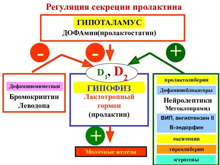 ГИПОТАЛАМУС ДОФАмин(пролактостатин) ГИПОФИЗ Лактотропный гормон (пролактин) Молочные железы Дофаминомиметики Бромокриптин