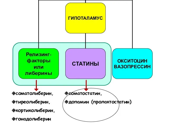 соматолиберин, тиреолиберин, кортиколиберин, гонадолиберин соматостатин, допамин (пролактостатин)