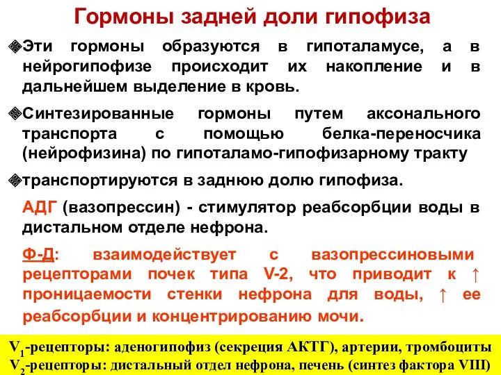 Гормоны задней доли гипофиза Эти гормоны образуются в гипоталамусе, а