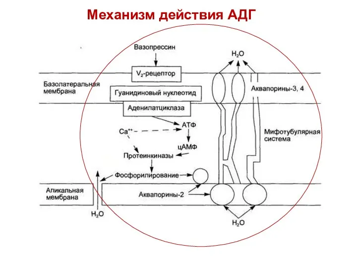 Механизм действия АДГ