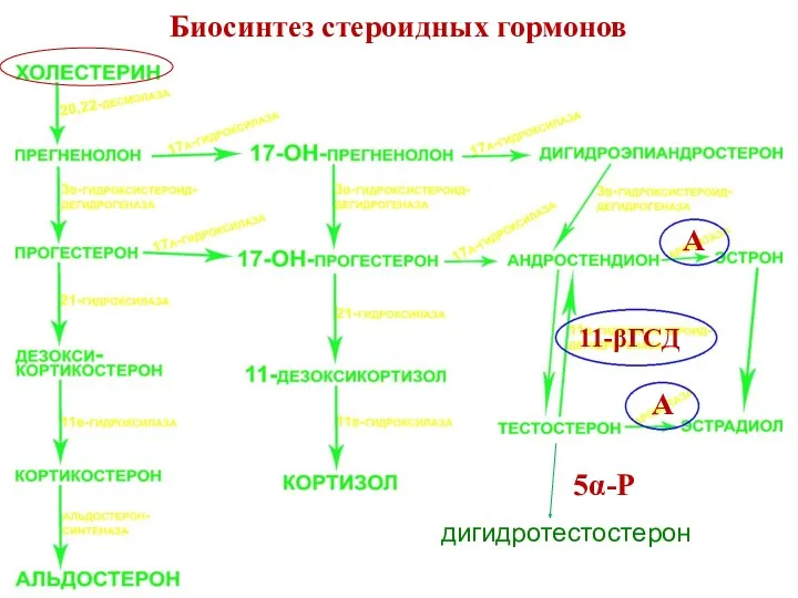 Биосинтез стероидных гормонов дигидротестостерон А А 5α-Р 11-βГСД