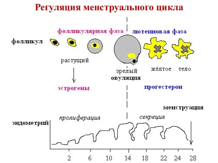 Регуляция менструального цикла