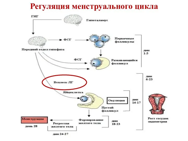 Регуляция менструального цикла