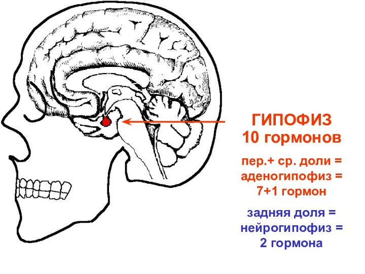 ГИПОФИЗ 10 гормонов пер.+ ср. доли = аденогипофиз = 7+1