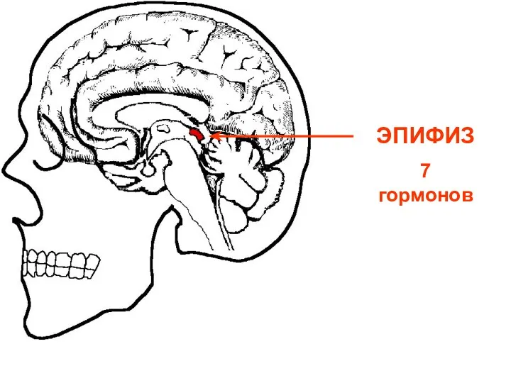 ЭПИФИЗ 7 гормонов