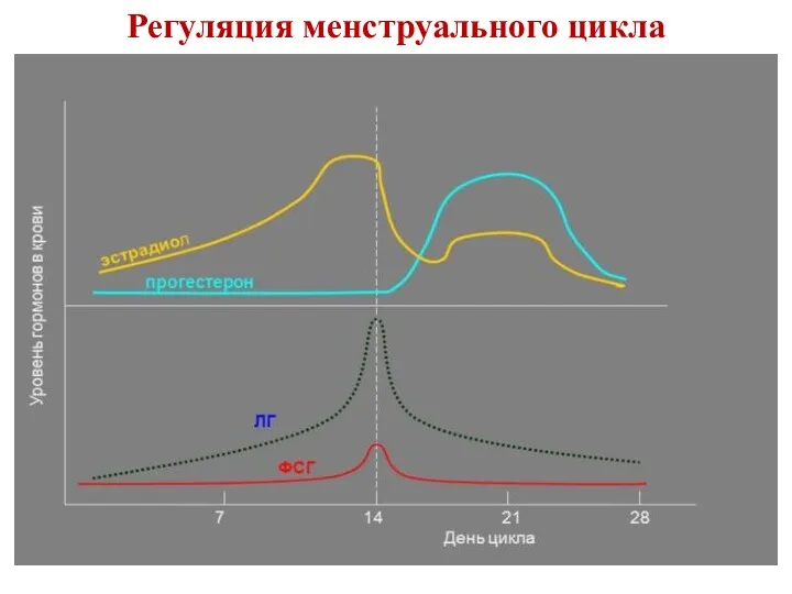 Регуляция менструального цикла