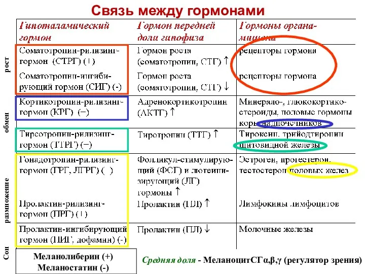 Связь между гормонами Средняя доля - МеланоцитСГα,β,γ (регулятор зрения) Меланолиберин