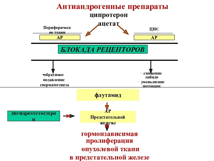 ципротерон ацетат Периферические ткани ЦНС АР АР БЛОКАДА РЕЦЕПТОРОВ обратимое