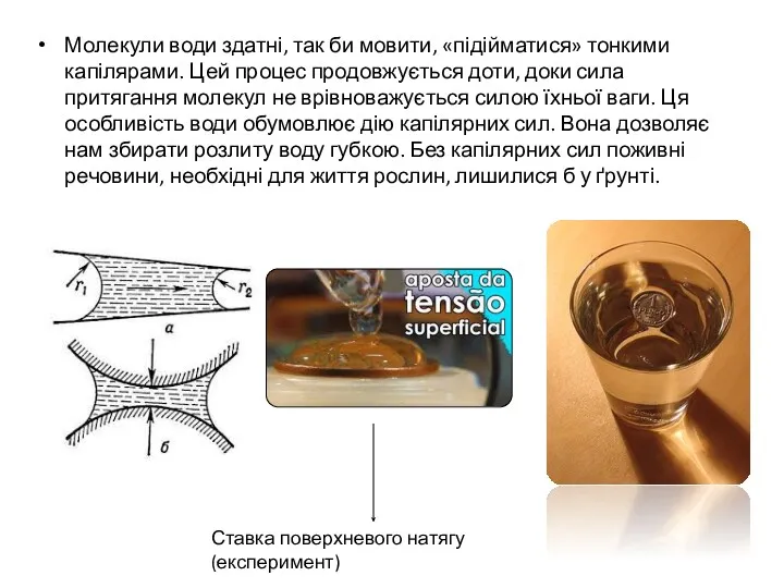 Молекули води здатні, так би мовити, «підійматися» тонкими капілярами. Цей