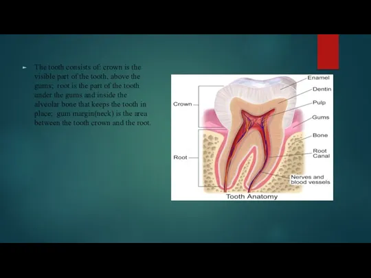 The tooth consists of: crown is the visible part of